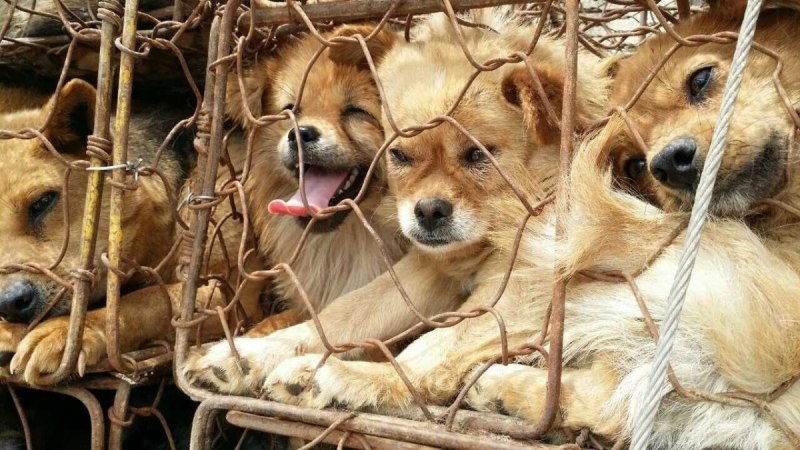 Птичий рынок собаки