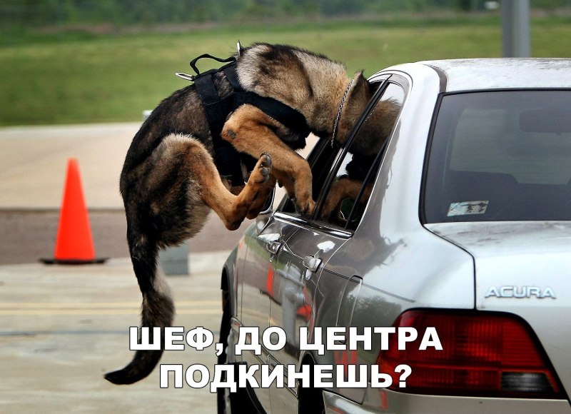 Собака запрыгнула на девушку