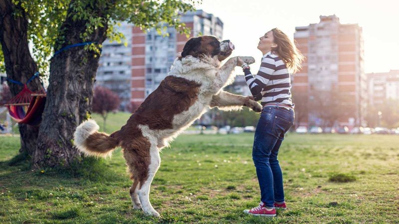 Собака прыгает на человека