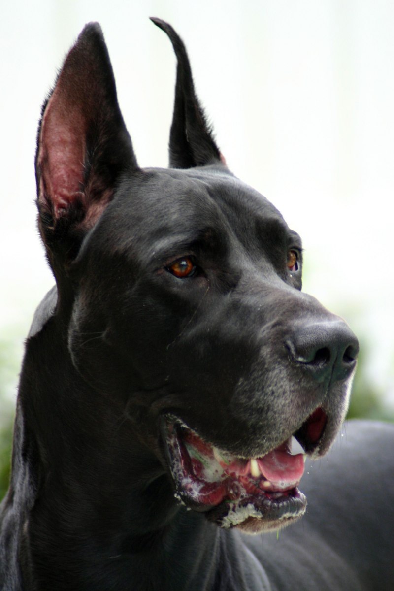 Great Dane собака