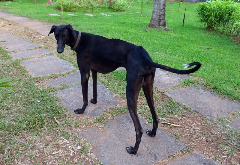 Caravan Hound