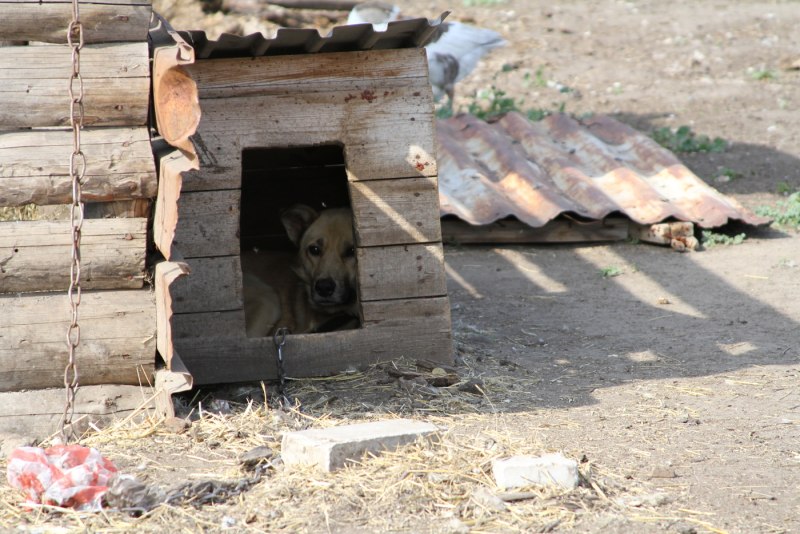 Будка для собак Dogman будка микс средняя 35х35х39 см