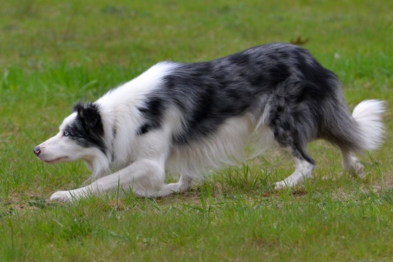 Бордер колли Blue Merle