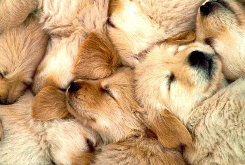 Вельш корги пемброк зима