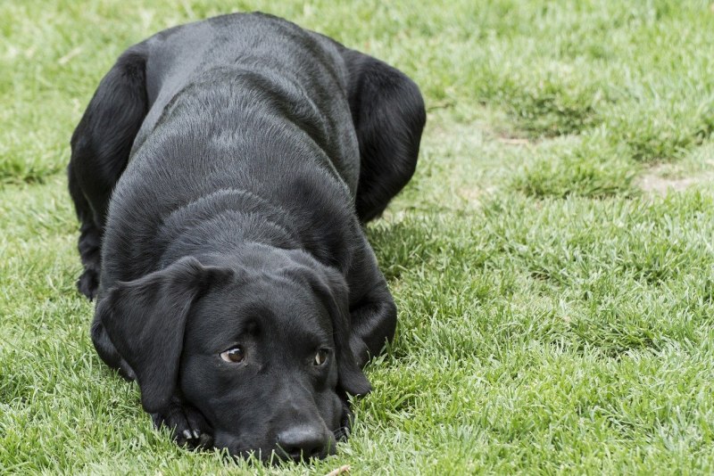 Лабрадор Retriever