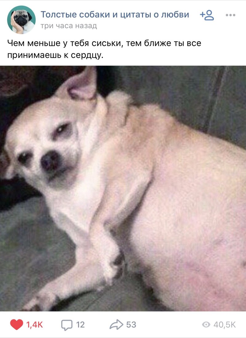 Толстые собаки мемы