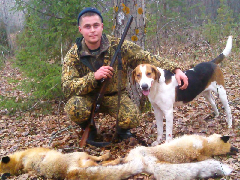 Выжлец русской гончей