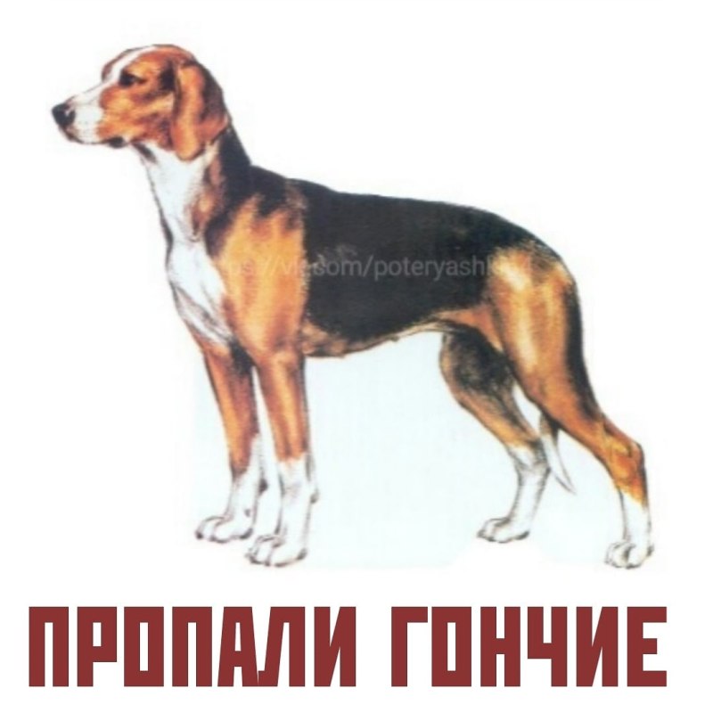 Пегая гончая