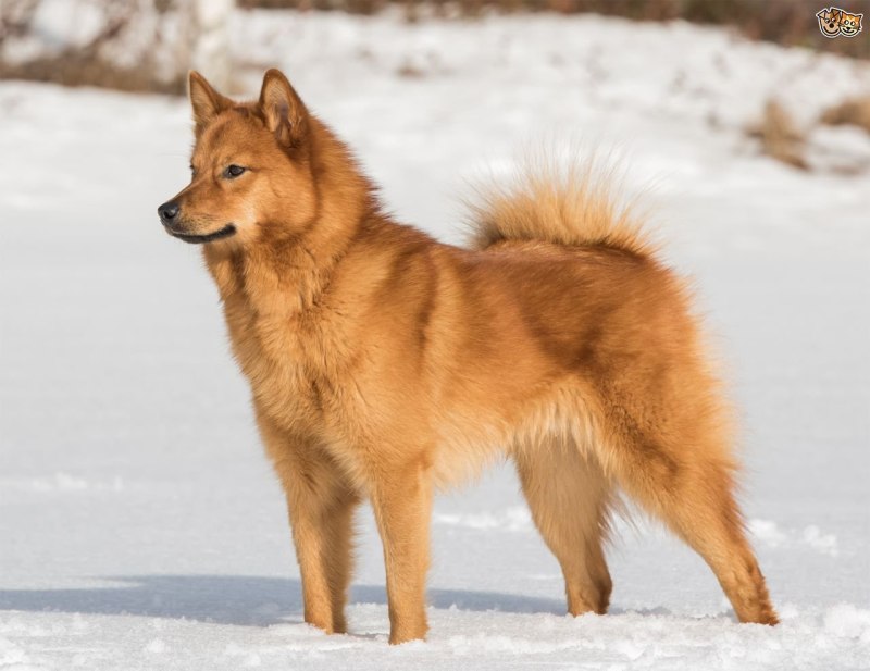 Finnish Spitz порода