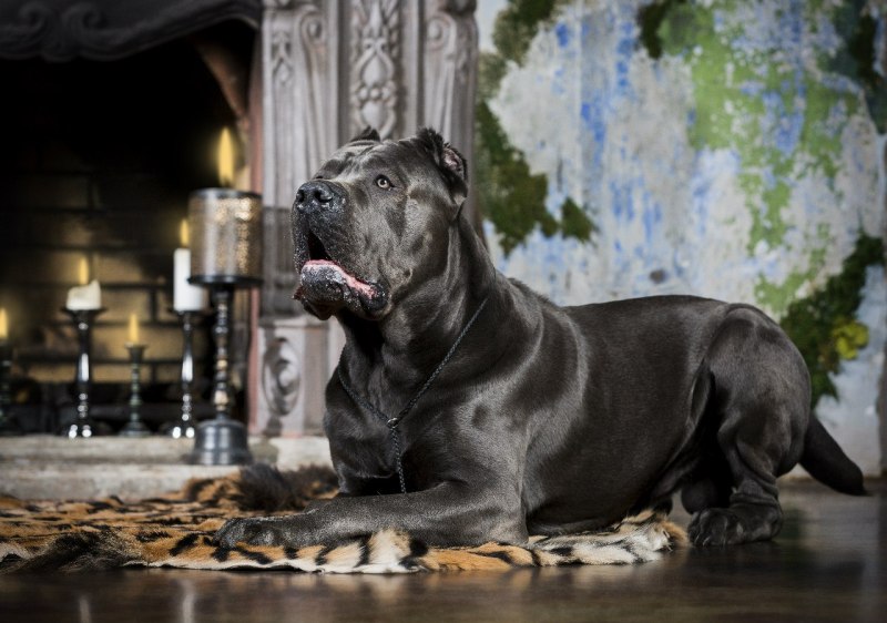 Кане Корсо (Cane Corso)