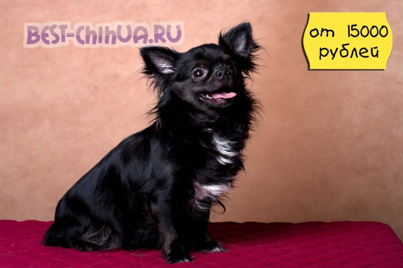 Чихуахуа кобби длинношерстный