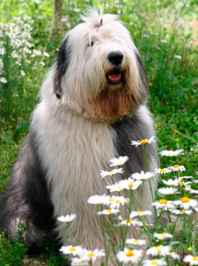 Южнорусская овчарка / Yuzhnorusskaya Ovcharka (South Russian Shepherd Dog) (326) к