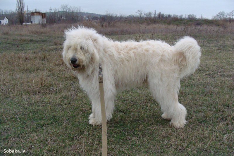 67. South Russian Shepherd