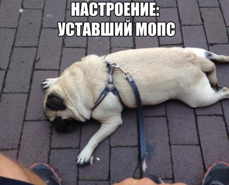 Самый старый пес в мире