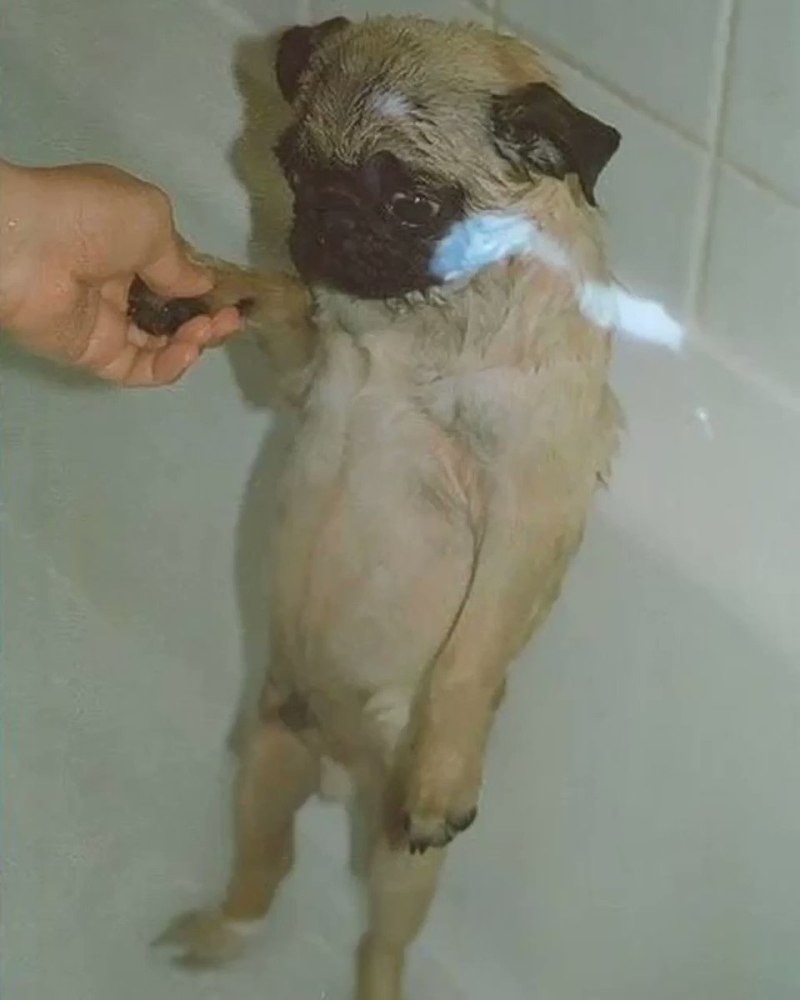 Мопс вампир