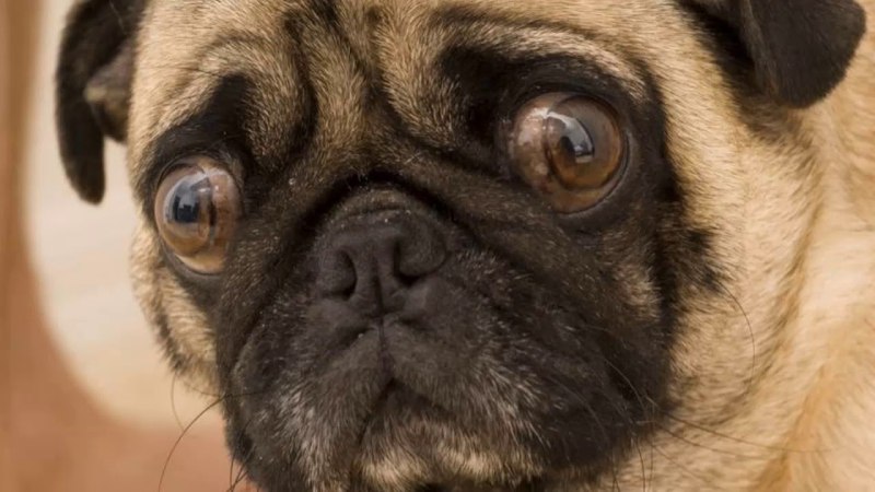 Dawg Мопс