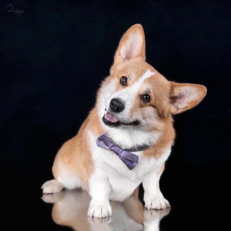 FORMYDOGS вельш корги