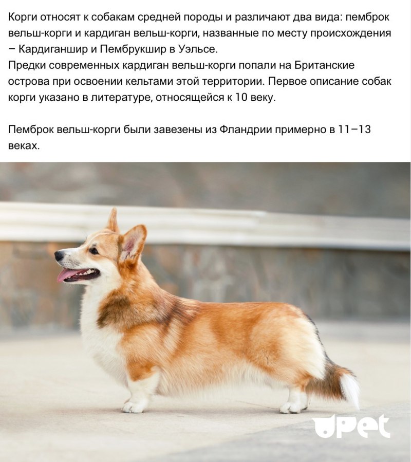Вельш корги пемброк много