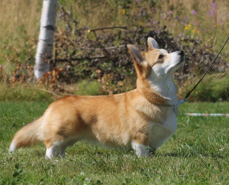Вельш корги пемброк морда