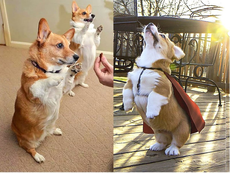 Вельш корги пемброк