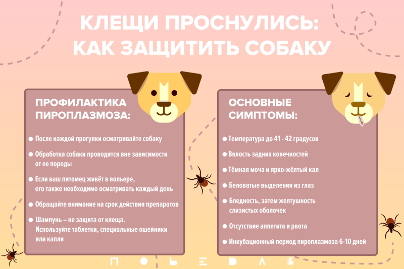 Пироплазмоз у собаки в клинике