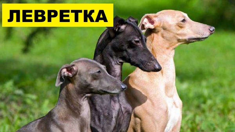 Левретка порода собак