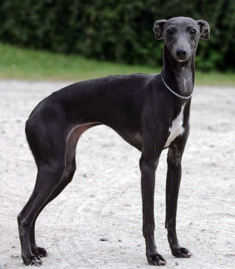 Italian Greyhound порода собак