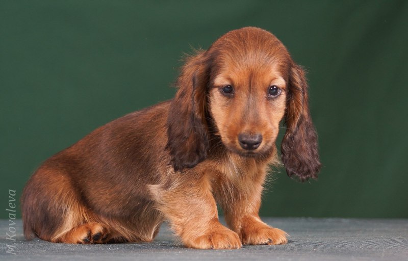 English Cream Dachshund ga
