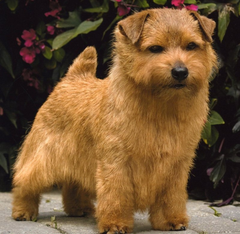 Шотландский скотч терьер