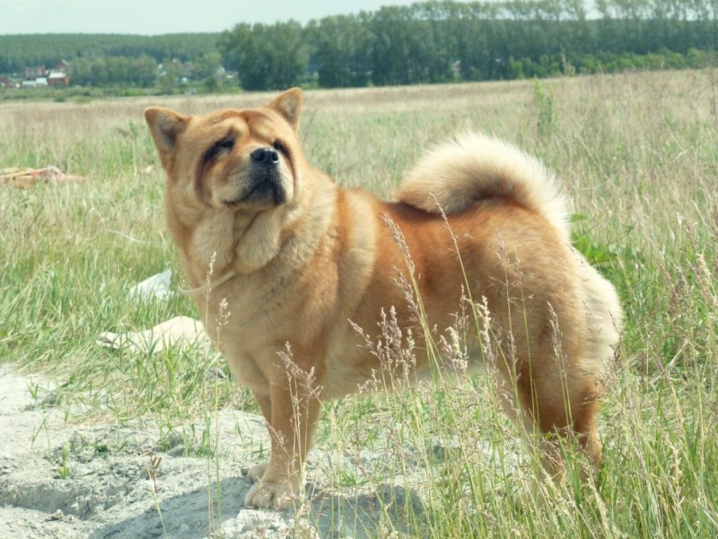 Шарпей с акитой