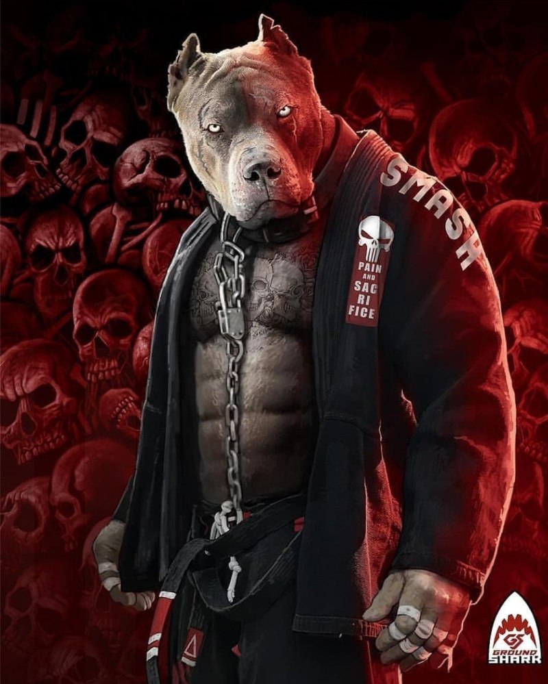 Звери бойцы джиу джитсу