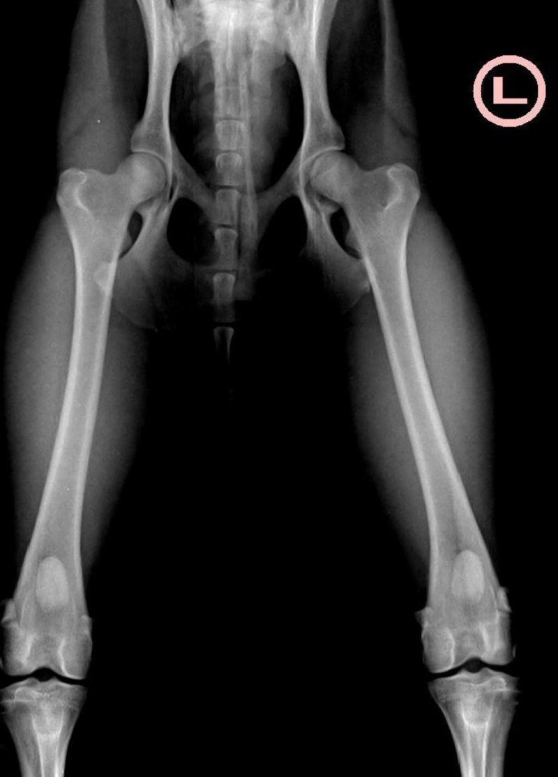 Дисплазия тазобедренных суставов у собак