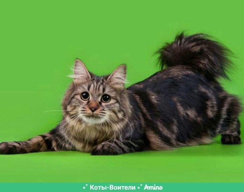 Курильский бобтейл кошка