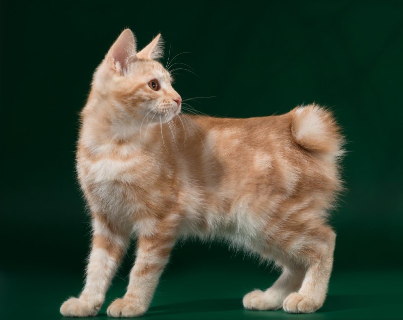 Курильский бобтейл кошка