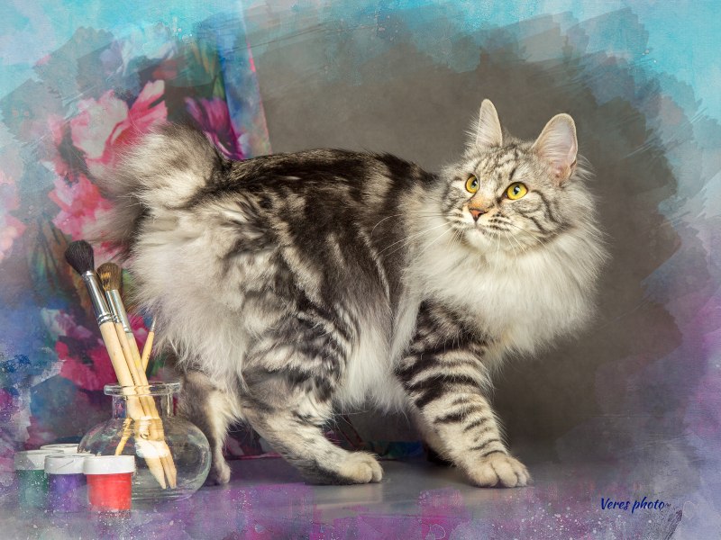 Коты Курильский бобтейл
