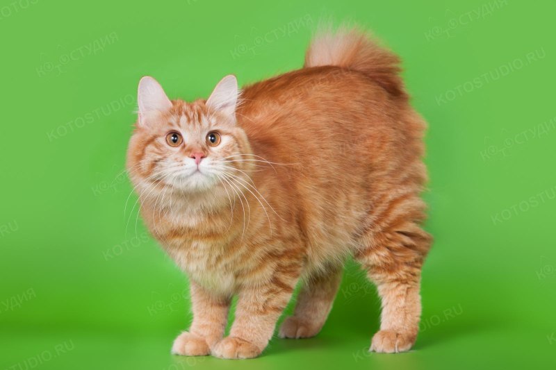 Длинношерстная кошка на белом фоне