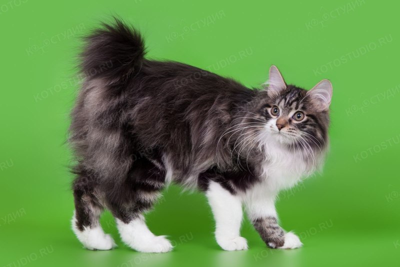 Кот Курильский бобтейл