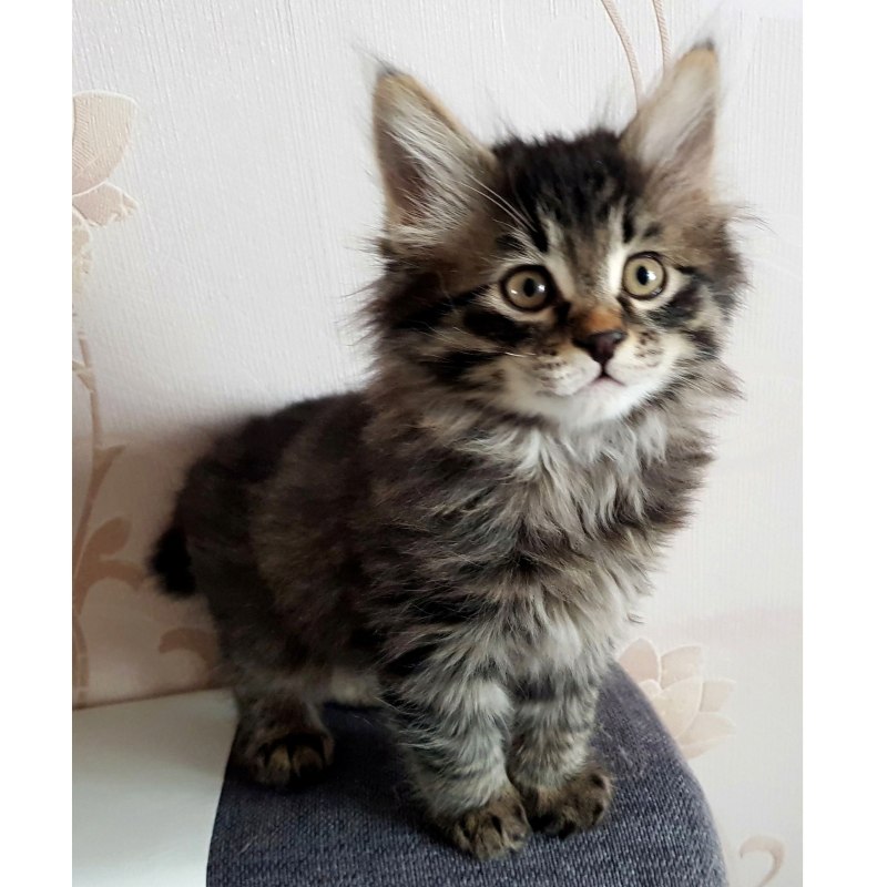 Коты Курильский бобтейл
