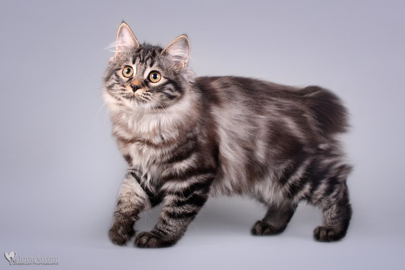Кот Курильский бобтейл