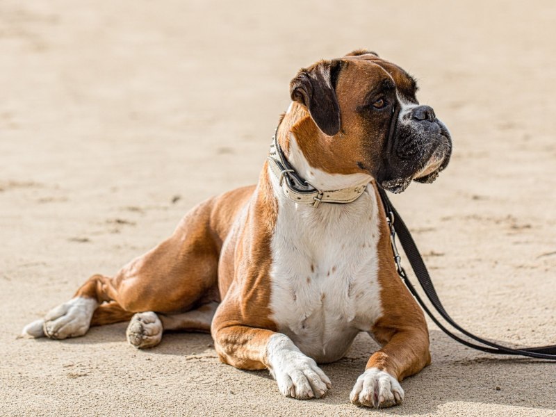 German Boxer