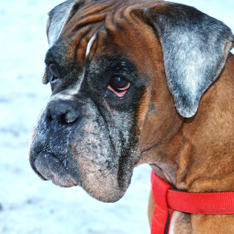 Немецкий боксер / Boxer (144) к
