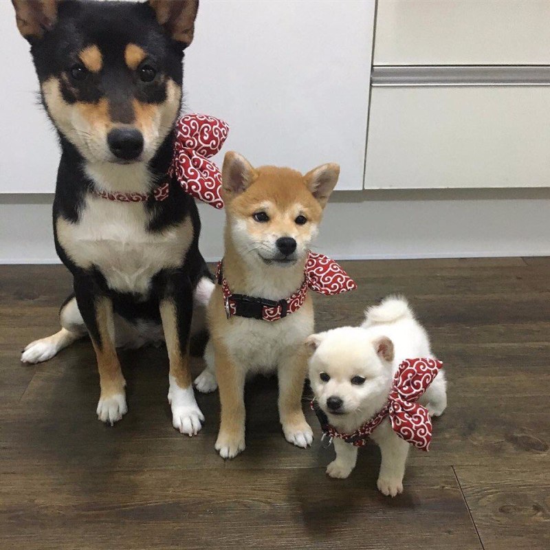 Собак которые маленькие игривые