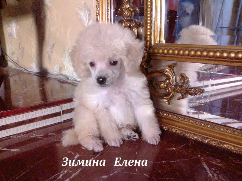 Пудель дискотечный