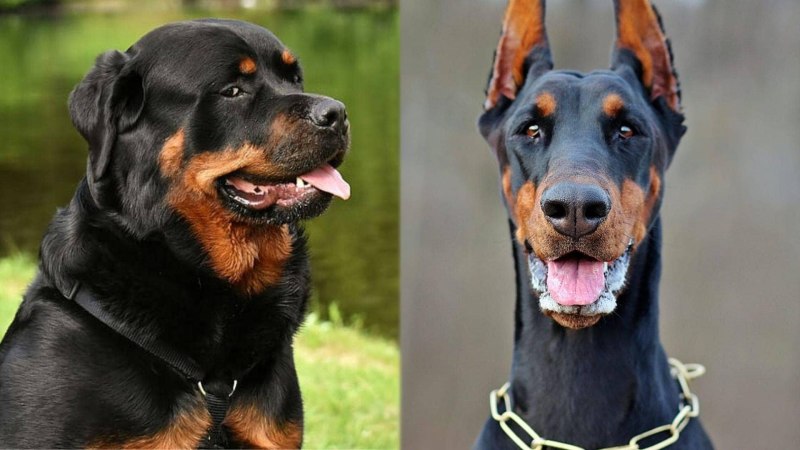 Ротвейлер дог Breed