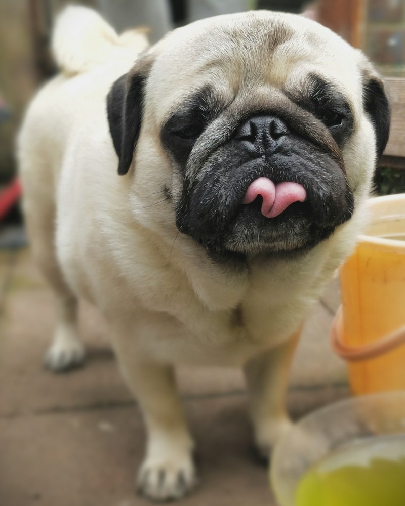Pug Мопс