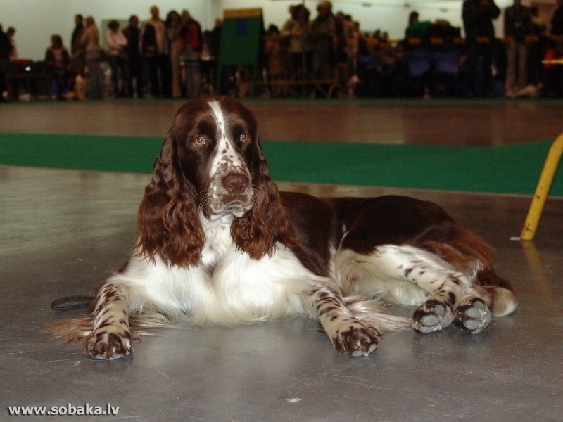 Спрингер-спаниель Word Dog show