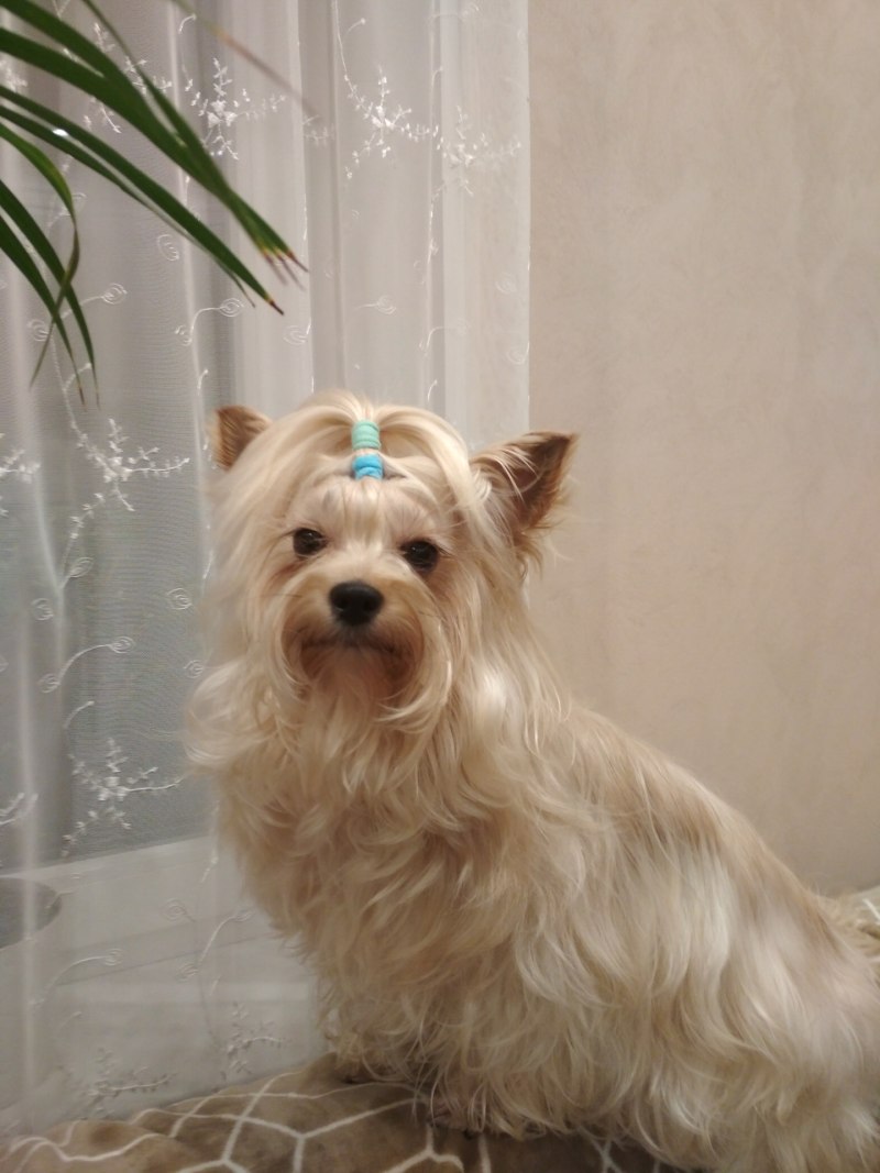 Салонная собака
