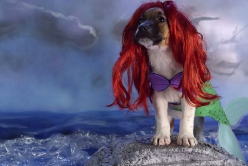 Ариэль собака Ariel