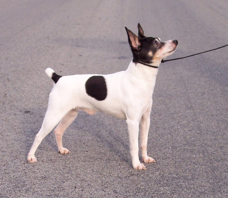 Той Фокстерьер (Fox Terrier Toy)