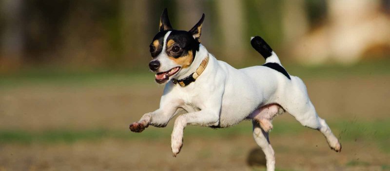 Toy Fox Terrier